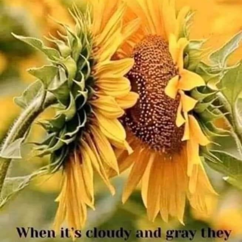 Meet your Posher, Terri